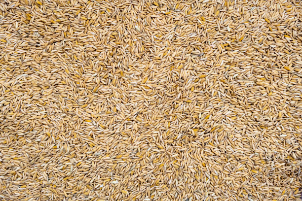 黄金大米的背景图片下载