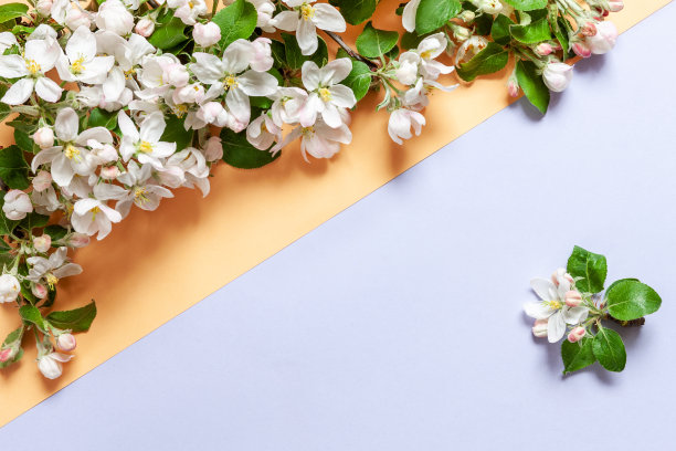 美丽的白色开花的苹果树枝的特写照片。婚礼，订婚或订婚概念上平静珊瑚和非常perii双色调背景。俯视图，贺卡图片下载