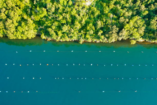 林湾水域，绿色森林附近有牡蛎养殖场网图片下载
