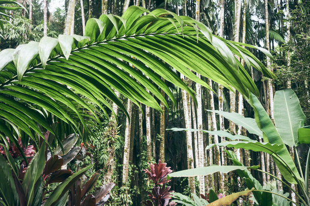 热带植物图片下载