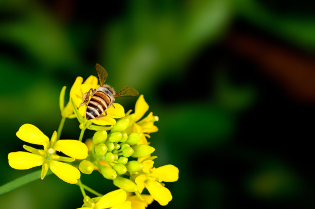 蜜蜂正在从花中吸取花蜜图片下载