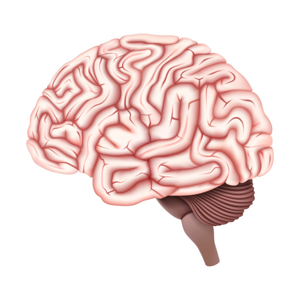 大脑向量设计。现实的解剖的图片。人体内部器官。3 d矢量图图片下载