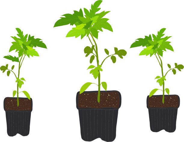 黑色塑料罐里的番茄幼苗。种植蔬菜。番茄植物图标，番茄移植，黑色花盆。图片下载