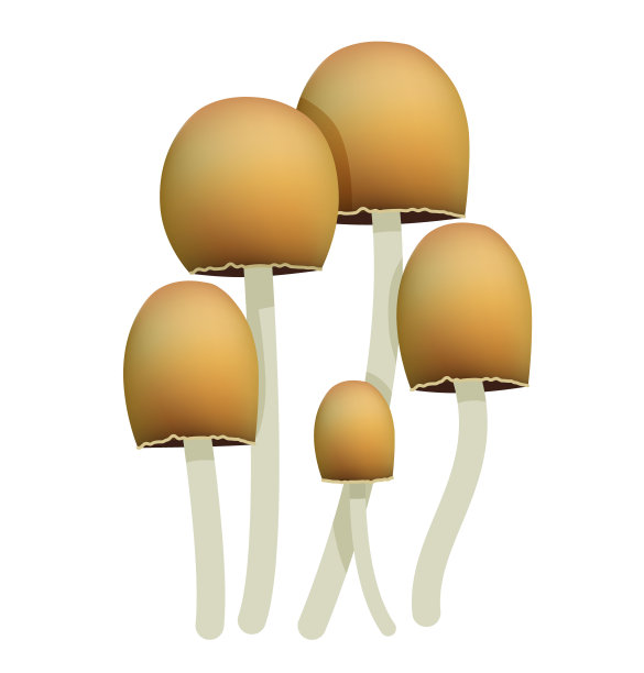 在白色背景上分离的麦蕈菌。现实的蘑菇渲染器图片下载