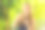 年轻女子用活性炭粉刷牙，美白牙齿。竹生态刷图片下载
