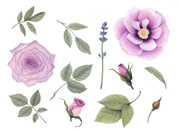 水彩复古花和叶子:玫瑰，牡丹，孤立在白色背景。图片下载