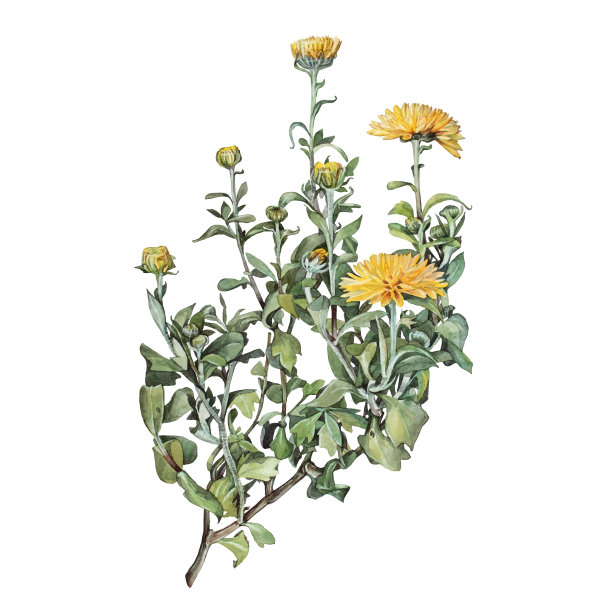 水彩黄色菊花与绿色叶子孤立在白色背景。复古手绘树枝与花和芽庆祝卡。自然剪纸壁纸包装速写本图片下载