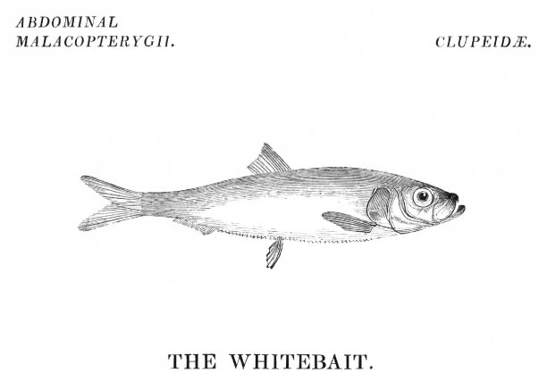 银鱼的鱼图片下载