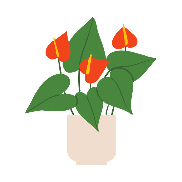 室内盆栽火焰花插图图片下载