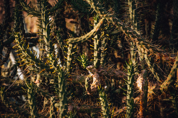花园里的仙人掌图片下载