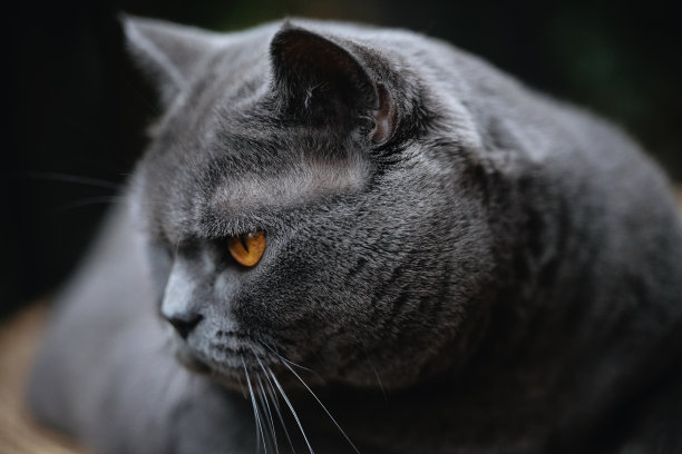 深黑色的猫图片下载