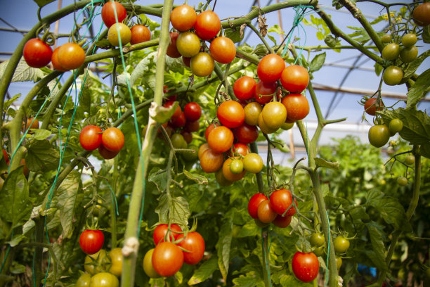 温室里的有机番茄图片下载