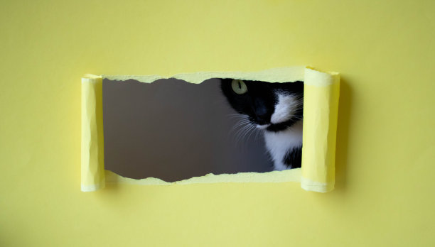 可爱的黑猫，白色的嘴，窥视在一个矩形的洞黄色的背景图片下载