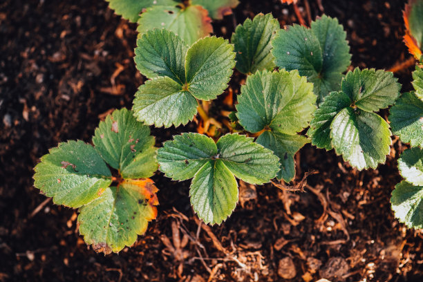 草莓幼苗在地上蔓延图片下载