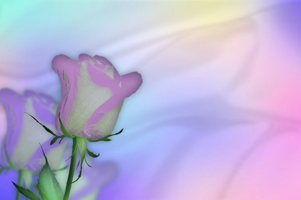 柔软和脆弱的背景与玫瑰花。图片下载