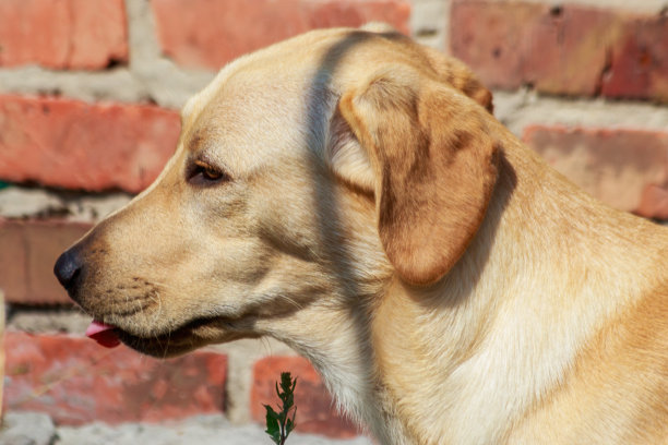 可爱的年轻拉布拉多寻回犬的肖像图片下载