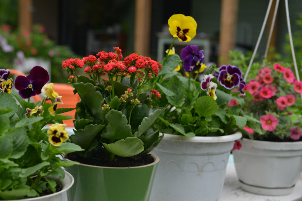 夏天的静物与美丽的花花盆在外面的花园。复古植物背景与植物，家庭爱好静物与园艺对象和自然。图片下载