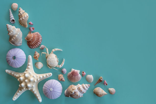 收集绿松石上的贝壳和海洋生物图片下载