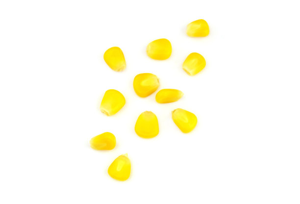 黄色的玉米种子被隔离在白色上图片下载