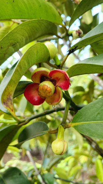 山竹果图片下载