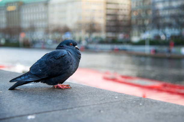 黑鸽子在汉堡市中心和阿尔斯特湖的城市景观的背景下-选择性的焦点图片下载