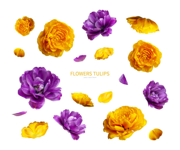 在白色背景上隔离的紫黄色郁金香的各种花蕾和花瓣。创意花卉组合与郁金香。春暖花开的理念，大自然的布局，美丽的花朵为您设计图片下载