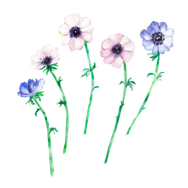 手绘水彩花在柔和的颜色图片下载