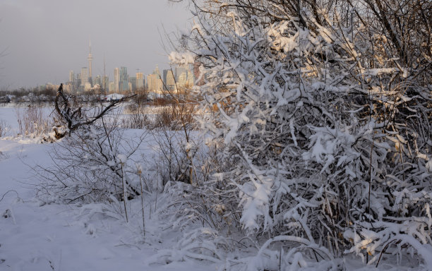 多伦多的天际线在加拿大的冬天图片下载