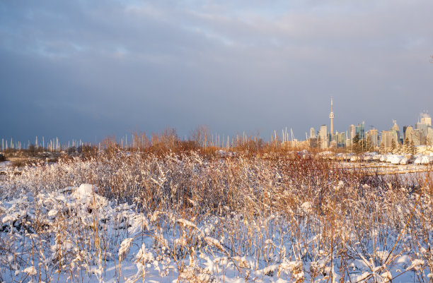 多伦多的天际线在加拿大的冬天图片下载