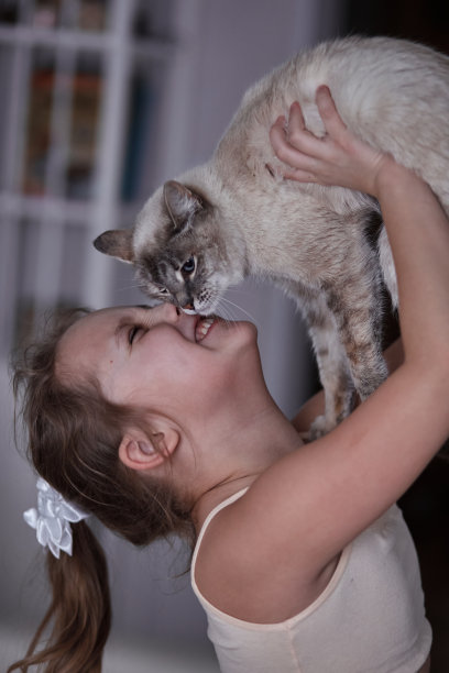 孩子们在玩耍和亲吻白色的暹罗猫图片下载