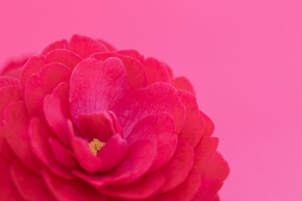 图像使用山茶花。图片下载