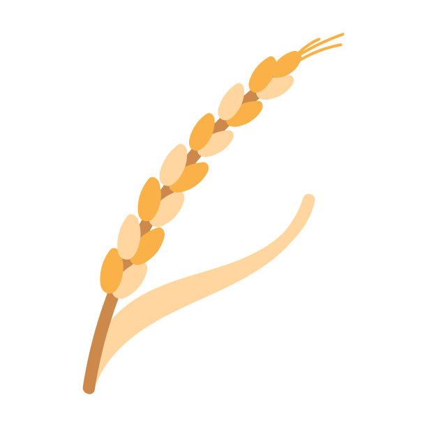 可爱的成熟小麦胚芽孤立在一个白色的背景。卡通矢量插图。金色的小麦图片下载