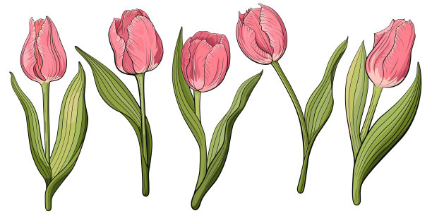 春天郁金香集图片下载