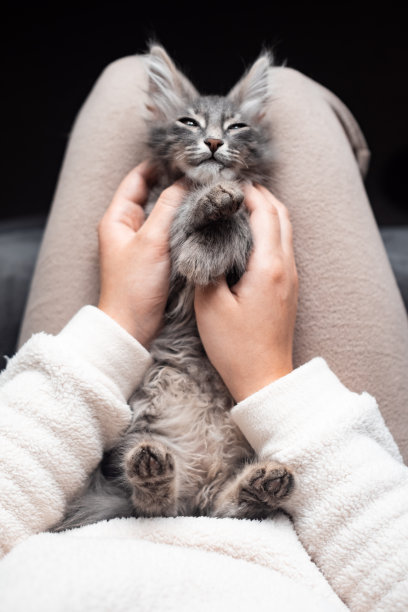 女孩抚摸着一只正在睡觉的可爱的灰色小猫。这只可爱的宠物在舒适的中性色调的房间里睡得很香。垂直的照片。图片下载