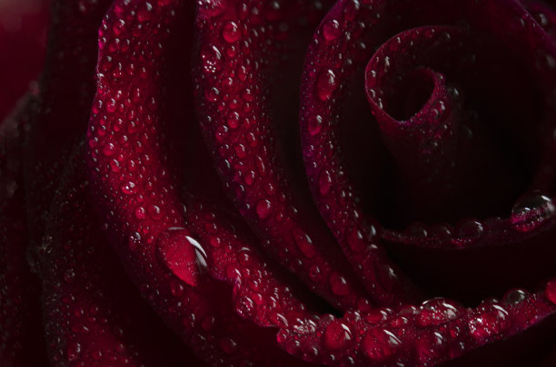 对玫瑰的爱图片下载