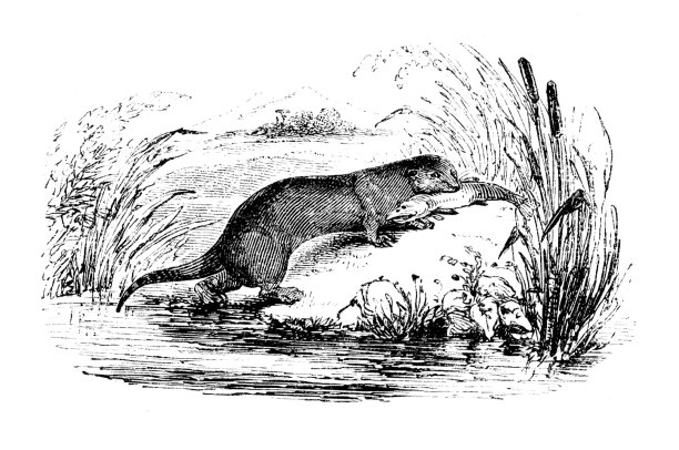 水獭吃鱼图片下载