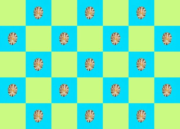 平坦Lay壁纸背景图像的海岸贝壳在一个格子背景图片下载