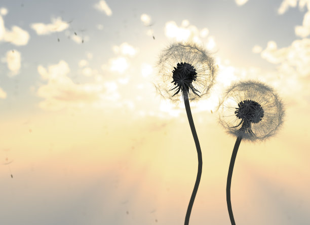 《日出中的蒲公英》图片下载