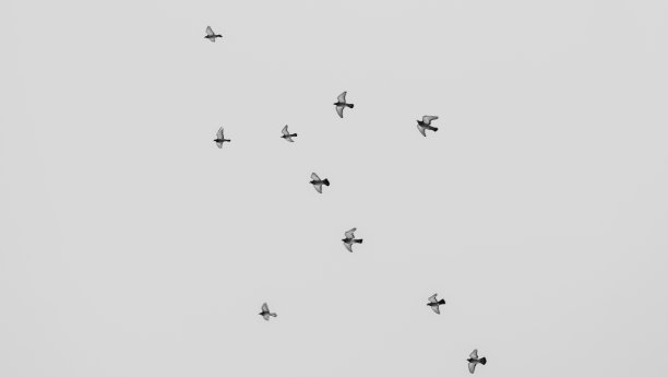 黑白照片中的鸽子成群地在天空中飞翔。一群鸽子在灰色的天空中飞翔。有选择性的重点。图片下载