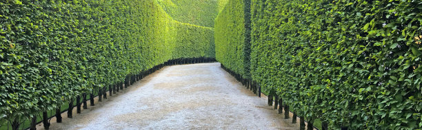 小径两旁是高高的树篱图片下载