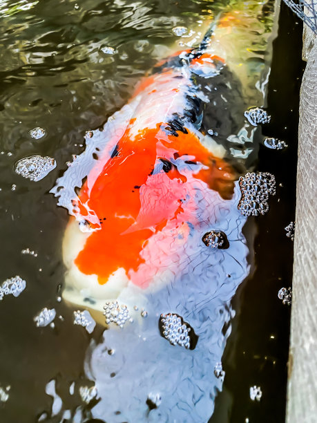 鱼缸里的锦鲤图片下载