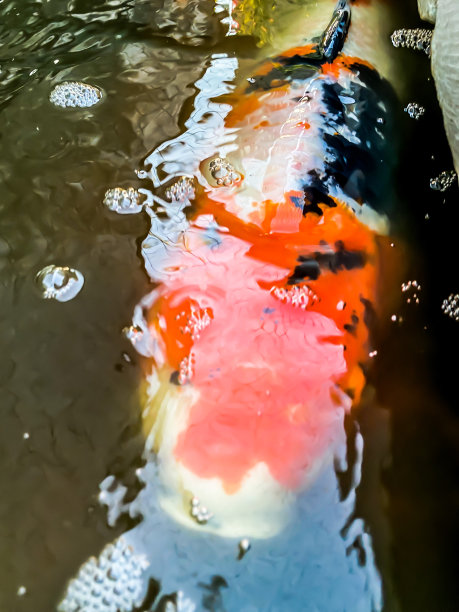 鱼缸里的锦鲤图片下载