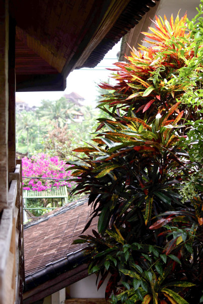 花园中有热带植物的巴厘岛房屋的一部分图片下载