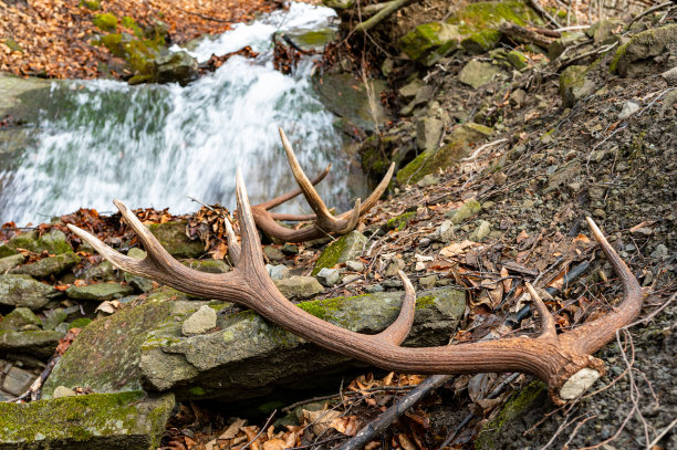 一套巨大的马鹿鹿角棚。美丽的自然背景。比斯兹扎迪山脉，喀尔巴阡山脉，波兰。图片下载