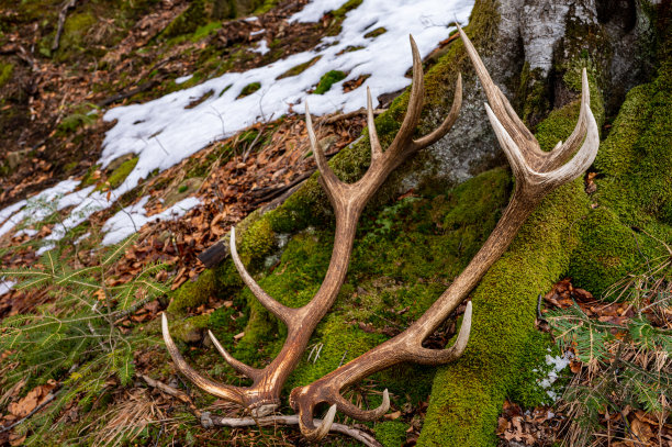 一套巨大的马鹿鹿角棚。美丽的自然背景。比斯兹扎迪山脉，喀尔巴阡山脉，波兰。图片下载