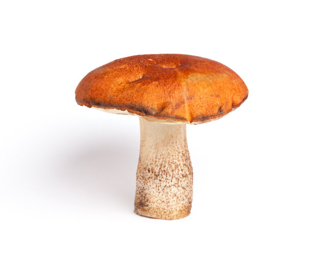 炒肉片(Leccinum aurantiacum)图片下载