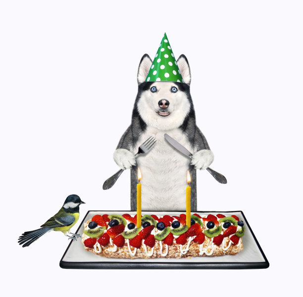 哈士奇吃浆果蛋白酥卷图片下载