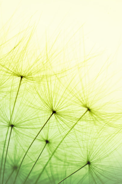 创意空白设计-蒲公英种子在浅背景与颜色过渡从浅绿色到黄色。图片下载