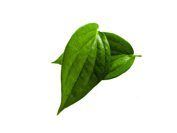 两片槟榔叶在白色的背景上图片下载