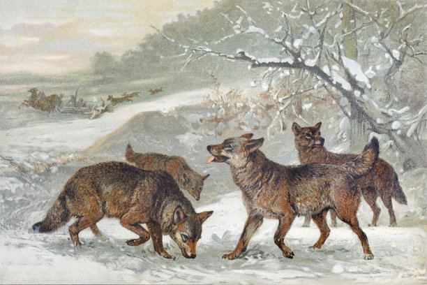 狼集合。灰狼是一种野生动物。手绘雕刻的狼动物插图。复古的风格。的冬天的海报。图片下载